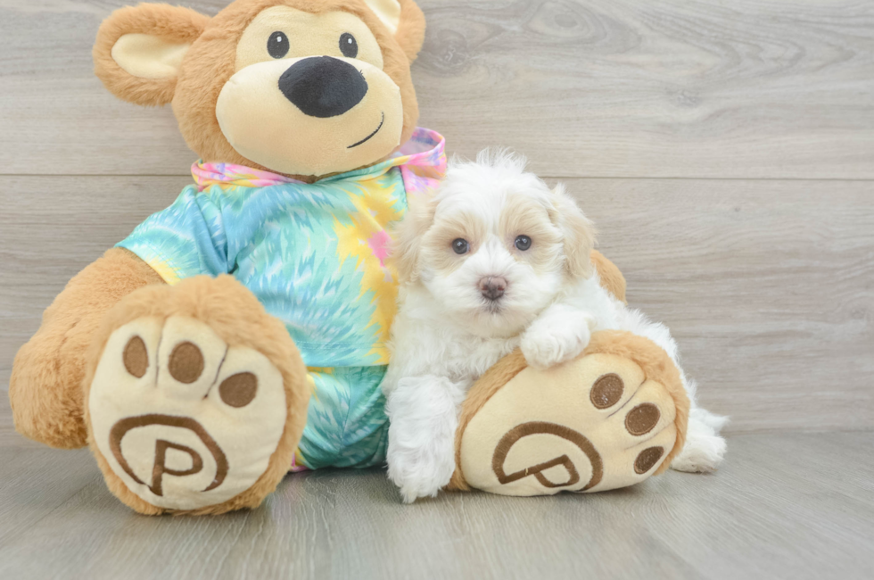 5 week old Maltipoo Puppy For Sale - Simply Southern Pups