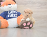 10 week old Maltipoo Puppy For Sale - Simply Southern Pups