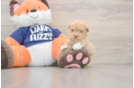 Playful Multipoo Poodle Mix Puppy