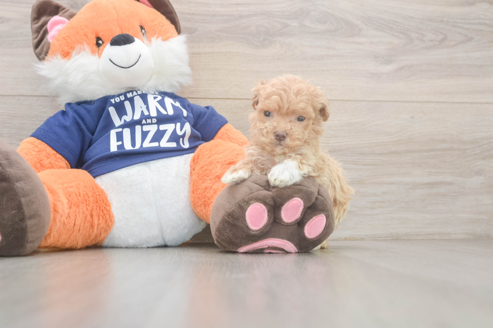 Playful Multipoo Poodle Mix Puppy