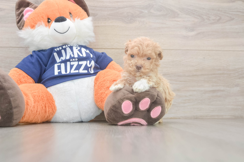 10 week old Maltipoo Puppy For Sale - Simply Southern Pups