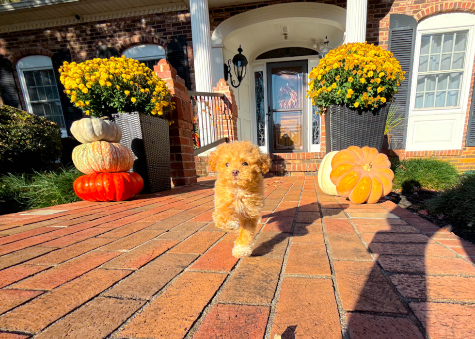 Cute Maltipoo Poodle Mix Pup
