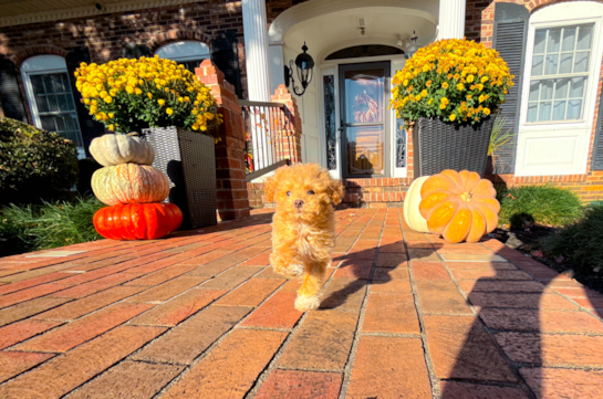 11 week old Maltipoo Puppy For Sale - Simply Southern Pups Cute Maltipoo Poodle Mix Pup