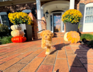 11 week old Maltipoo Puppy For Sale - Simply Southern Pups 11 week old Maltipoo Puppy For Sale - Simply Southern Pups