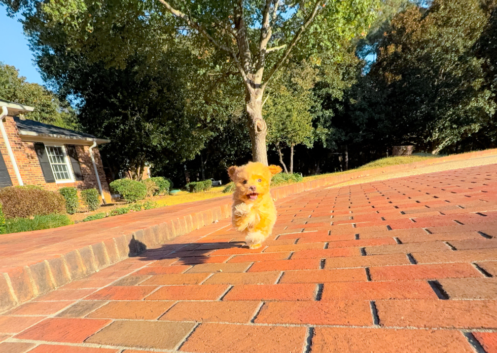 Cute Maltipoo Poodle Mix Pup