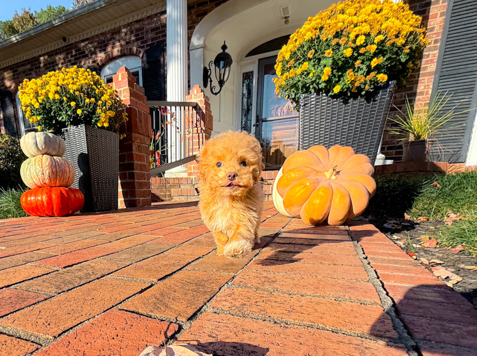 Cute Maltipoo Poodle Mix Pup