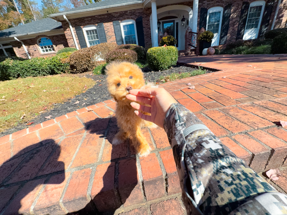 Cute Maltipoo Poodle Mix Pup