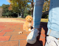 12 week old Maltipoo Puppy For Sale - Simply Southern Pups