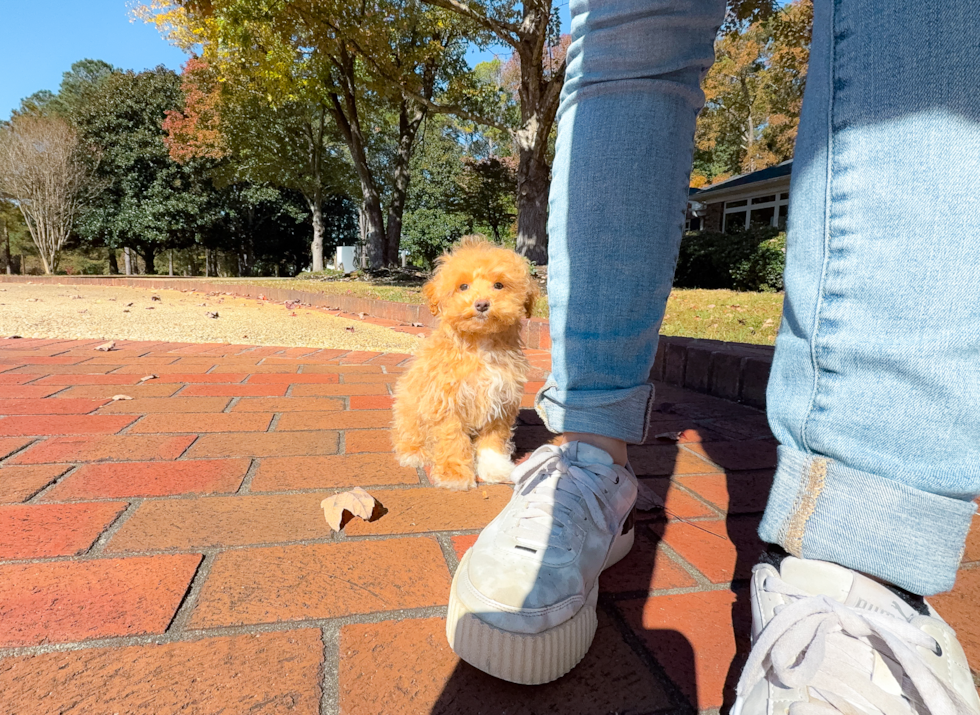 Cute Malt a Poo Poodle Mix Puppy