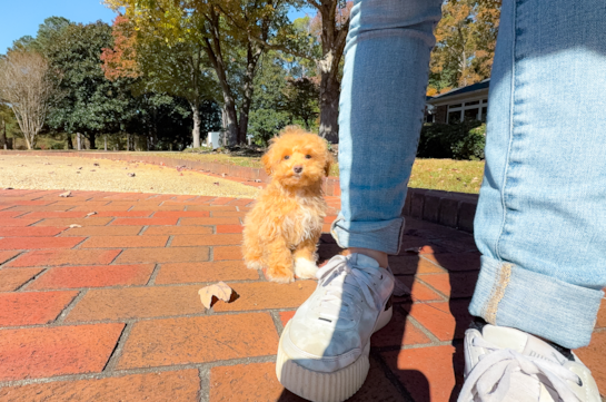Cute Malt a Poo Poodle Mix Puppy