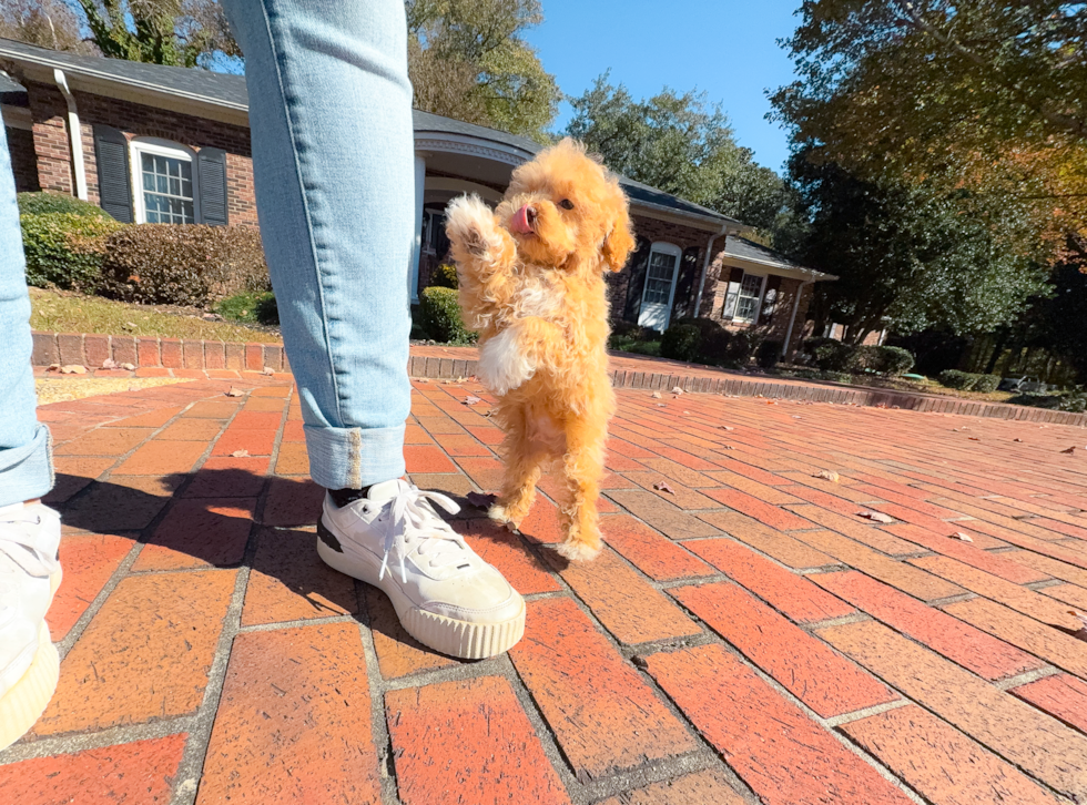 Maltipoo Puppy for Adoption