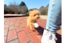 Cute Maltipoo Baby