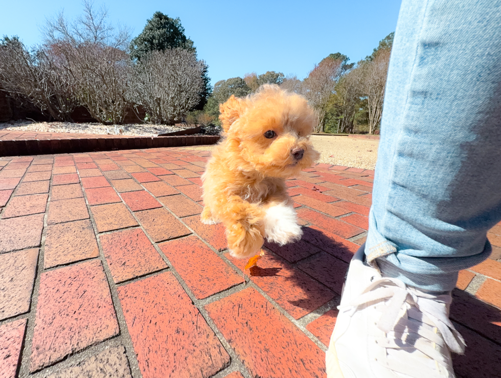 Cute Maltipoo Baby