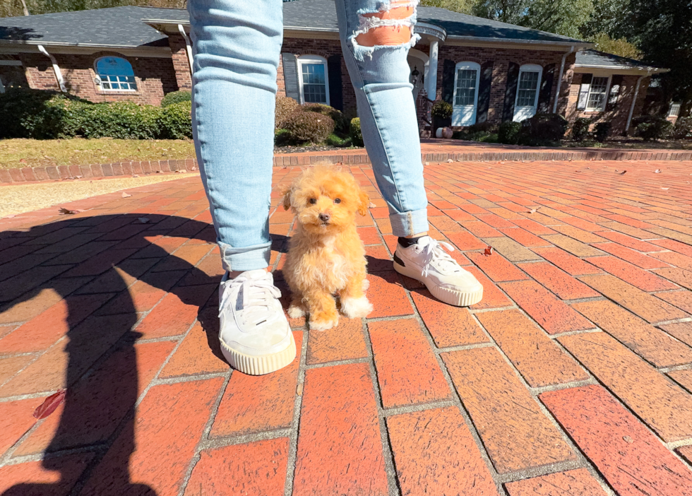 Cute Malt a Poo Poodle Mix Puppy