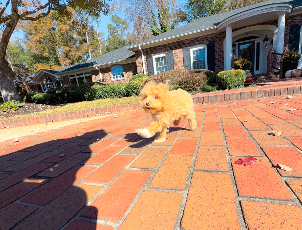 Maltipoo Pup Being Cute