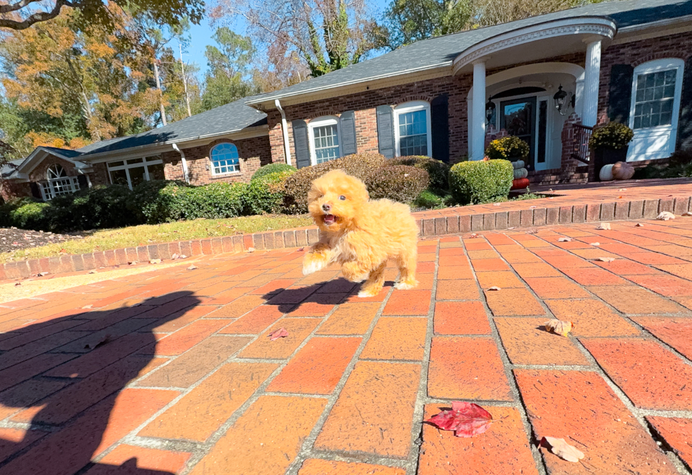 Maltipoo Puppy for Adoption