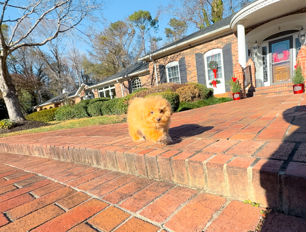 Maltipoo Pup Being Cute