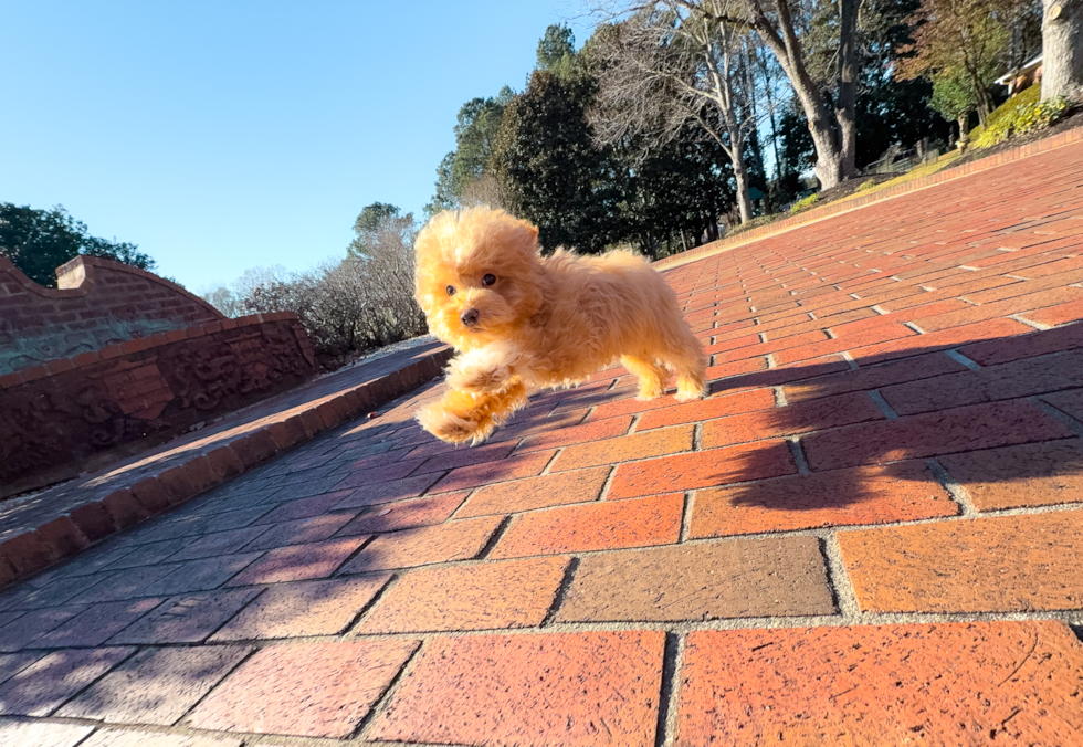 Cute Malt a Poo Poodle Mix Puppy