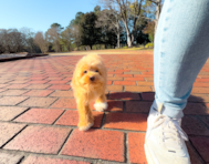 16 week old Maltipoo Puppy For Sale - Simply Southern Pups