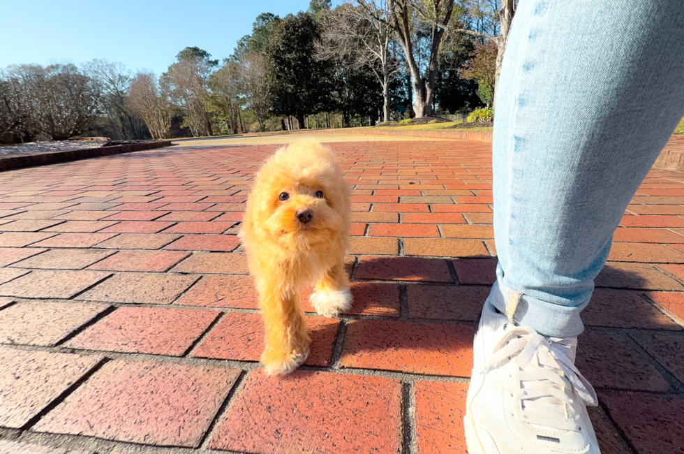16 week old Maltipoo Puppy For Sale - Simply Southern Pups