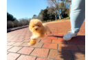 Cute Maltipoo Poodle Mix Pup