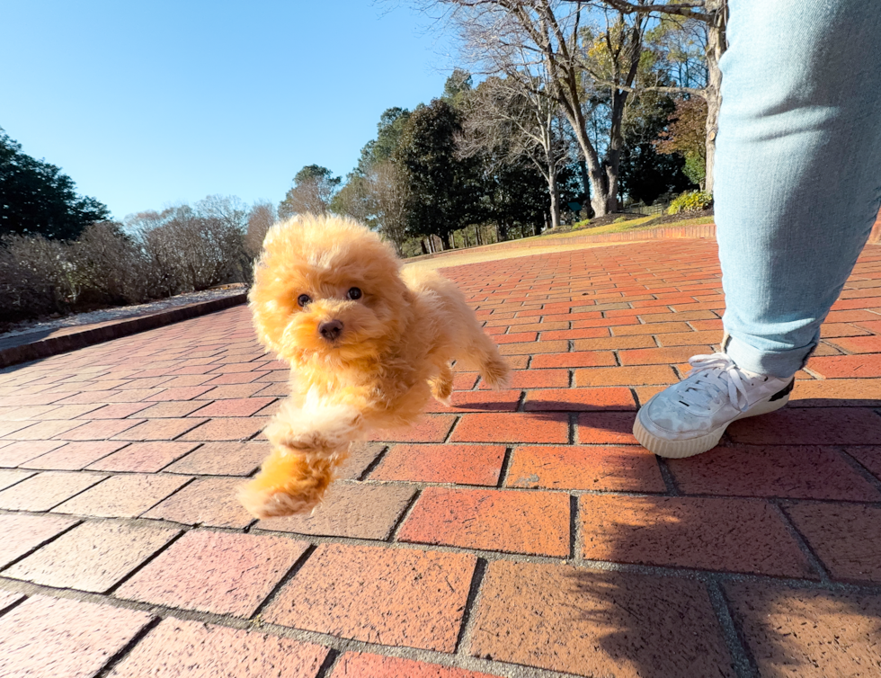 Cute Maltipoo Poodle Mix Pup