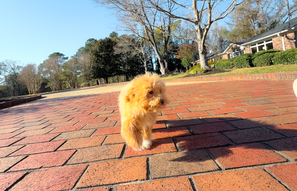 Cute Malt a Poo Poodle Mix Puppy
