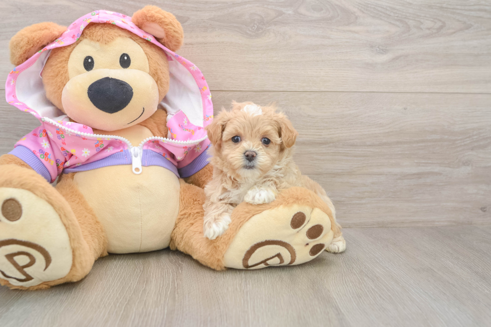 Maltipoo Pup Being Cute
