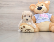 8 week old Maltipoo Puppy For Sale - Simply Southern Pups