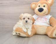 8 week old Maltipoo Puppy For Sale - Simply Southern Pups