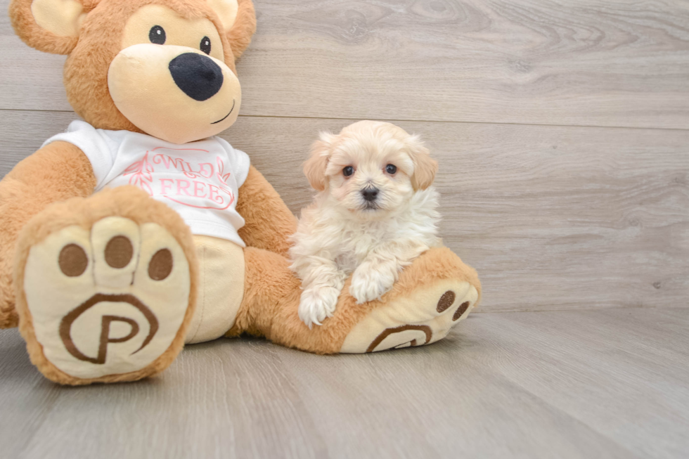 Maltipoo Puppy for Adoption