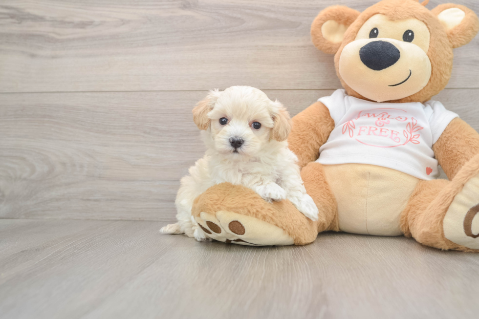 Sweet Maltipoo Baby