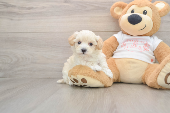 Sweet Maltipoo Baby