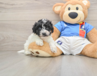 6 week old Maltipoo Puppy For Sale - Simply Southern Pups
