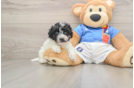 Adorable Malt Oodle Poodle Mix Puppy