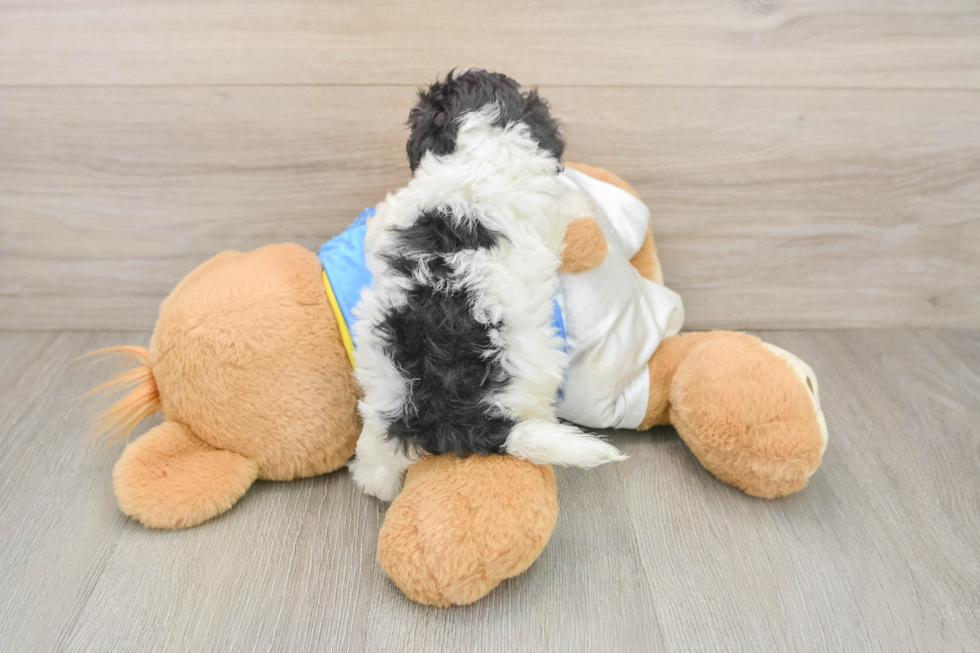 Cute Maltipoo Baby