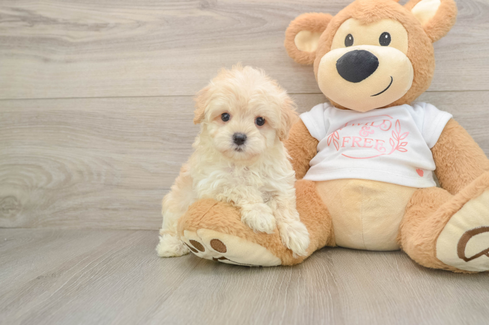 Happy Maltipoo Baby