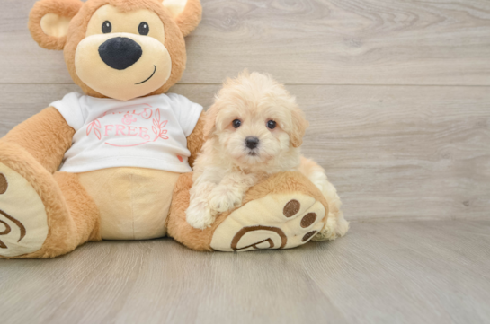 Popular Maltipoo Poodle Mix Pup