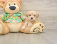 8 week old Maltipoo Puppy For Sale - Simply Southern Pups
