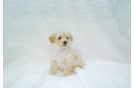 Maltipoo Puppy for Adoption