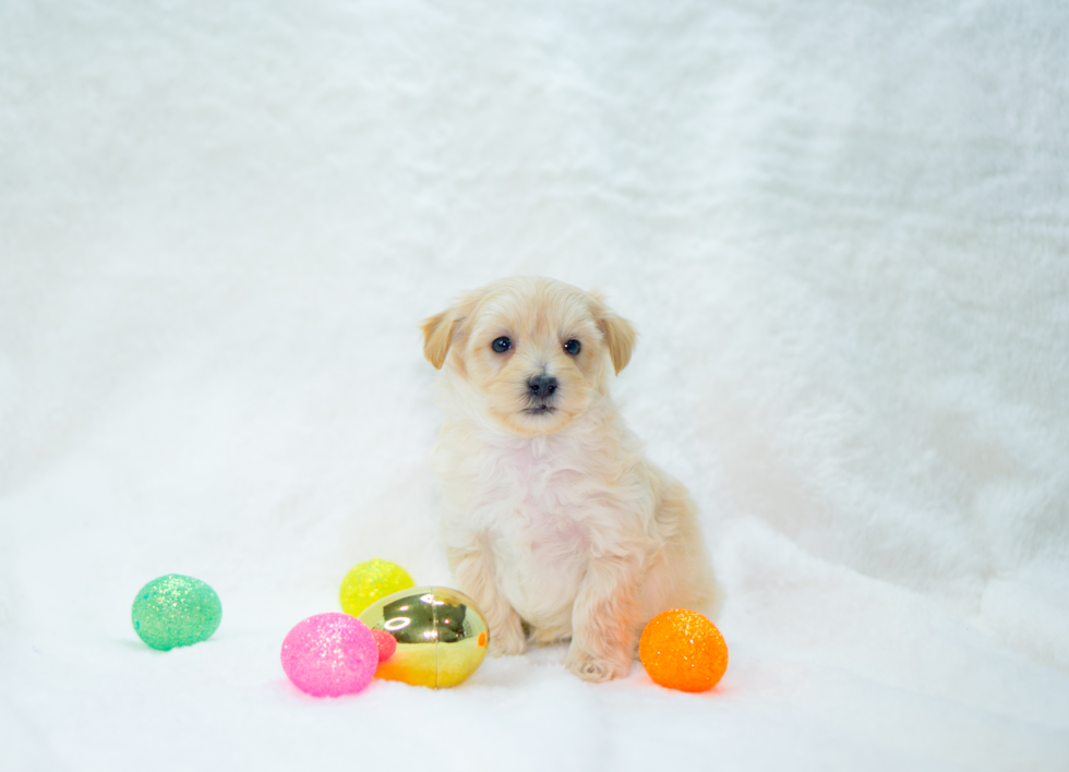 Cute Malt a Poo Poodle Mix Puppy