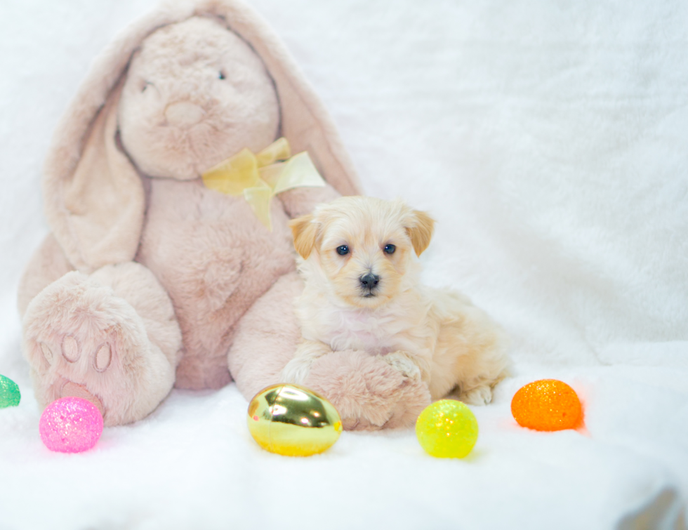 Cute Maltipoo Baby