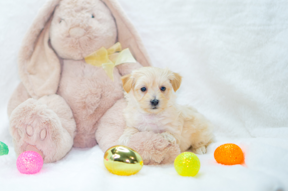 7 week old Maltipoo Puppy For Sale - Simply Southern Pups