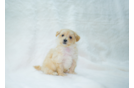 Maltipoo Pup Being Cute