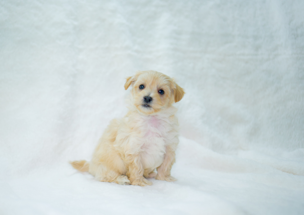 Maltipoo Pup Being Cute