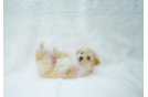 Best Maltipoo Baby