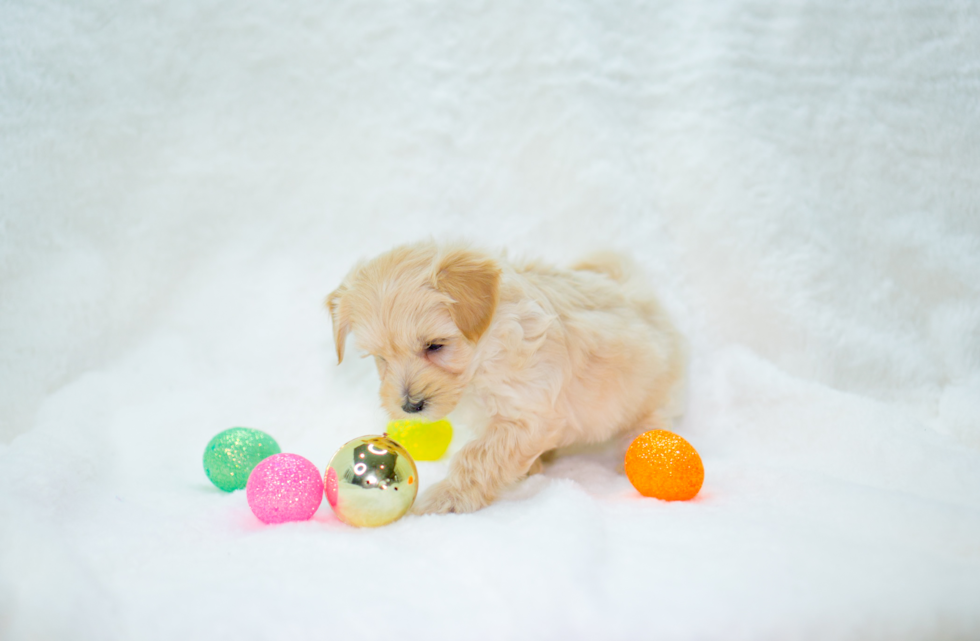 Best Maltipoo Baby