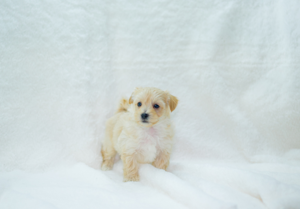 Cute Malt a Poo Poodle Mix Puppy