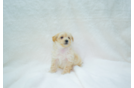 Cute Maltipoo Baby