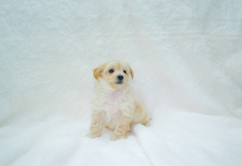 Cute Maltipoo Baby